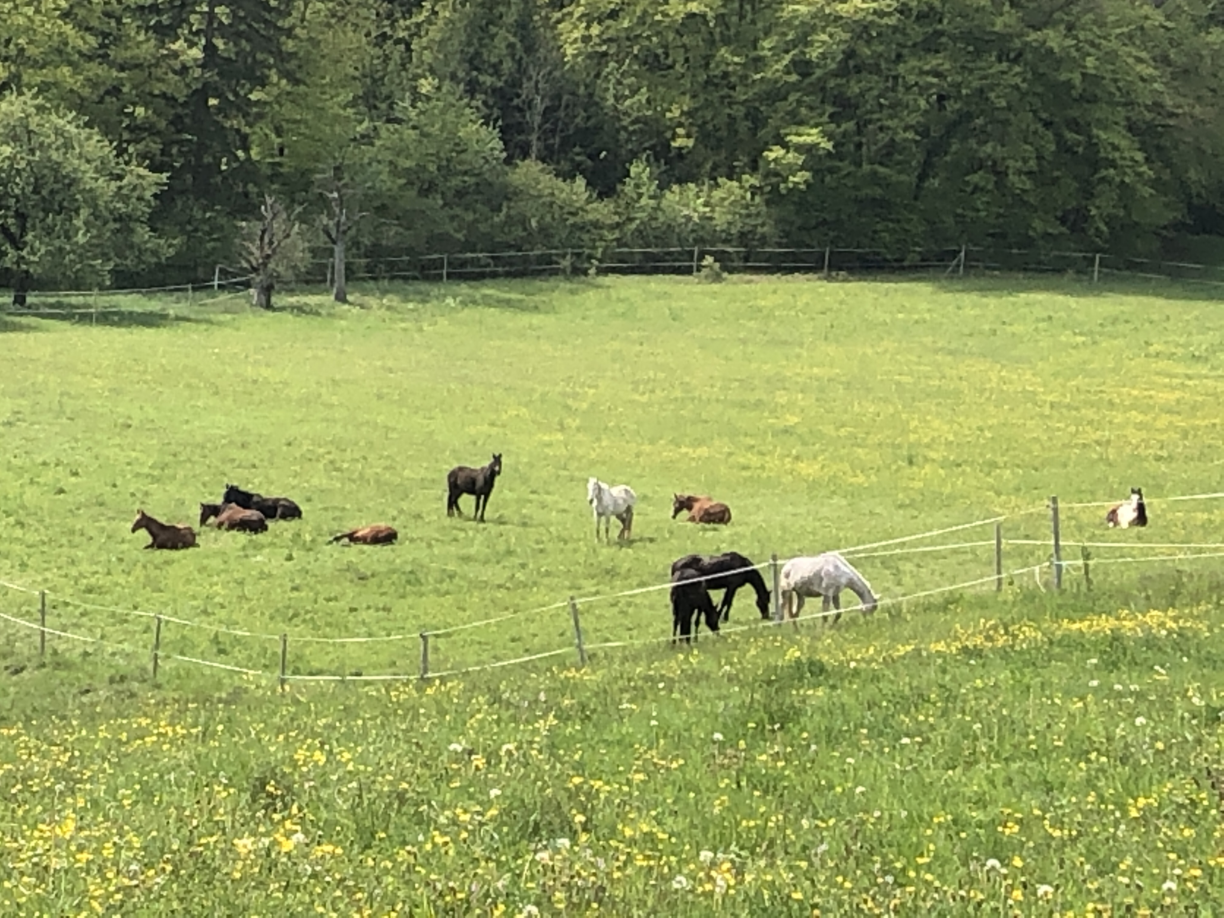 11 Pferde liegend und entspannt grasend auf den weiten Weiden der Pferderesidenz Hägliloo
