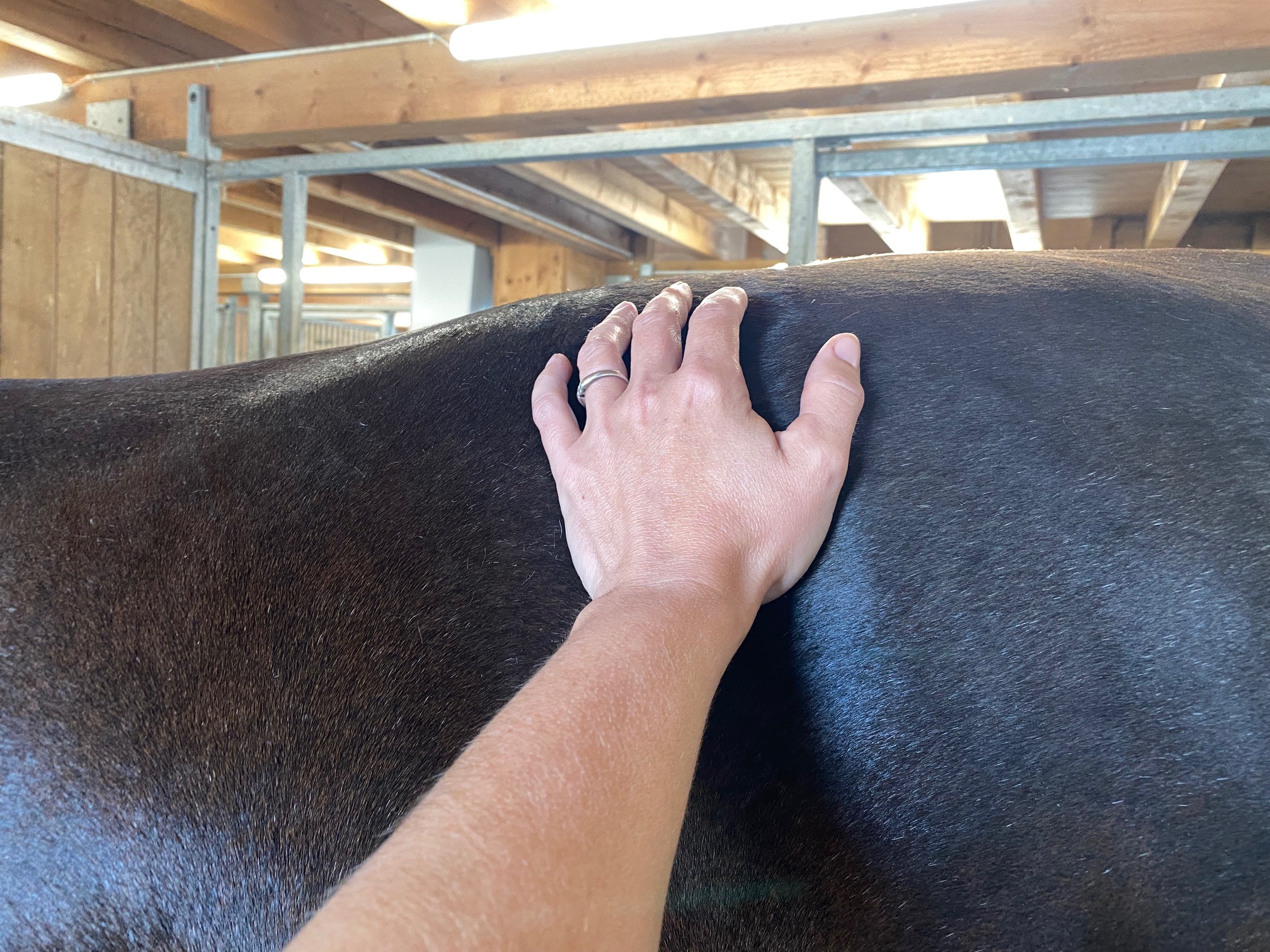 Pferde bei der Faszien-Behandlung