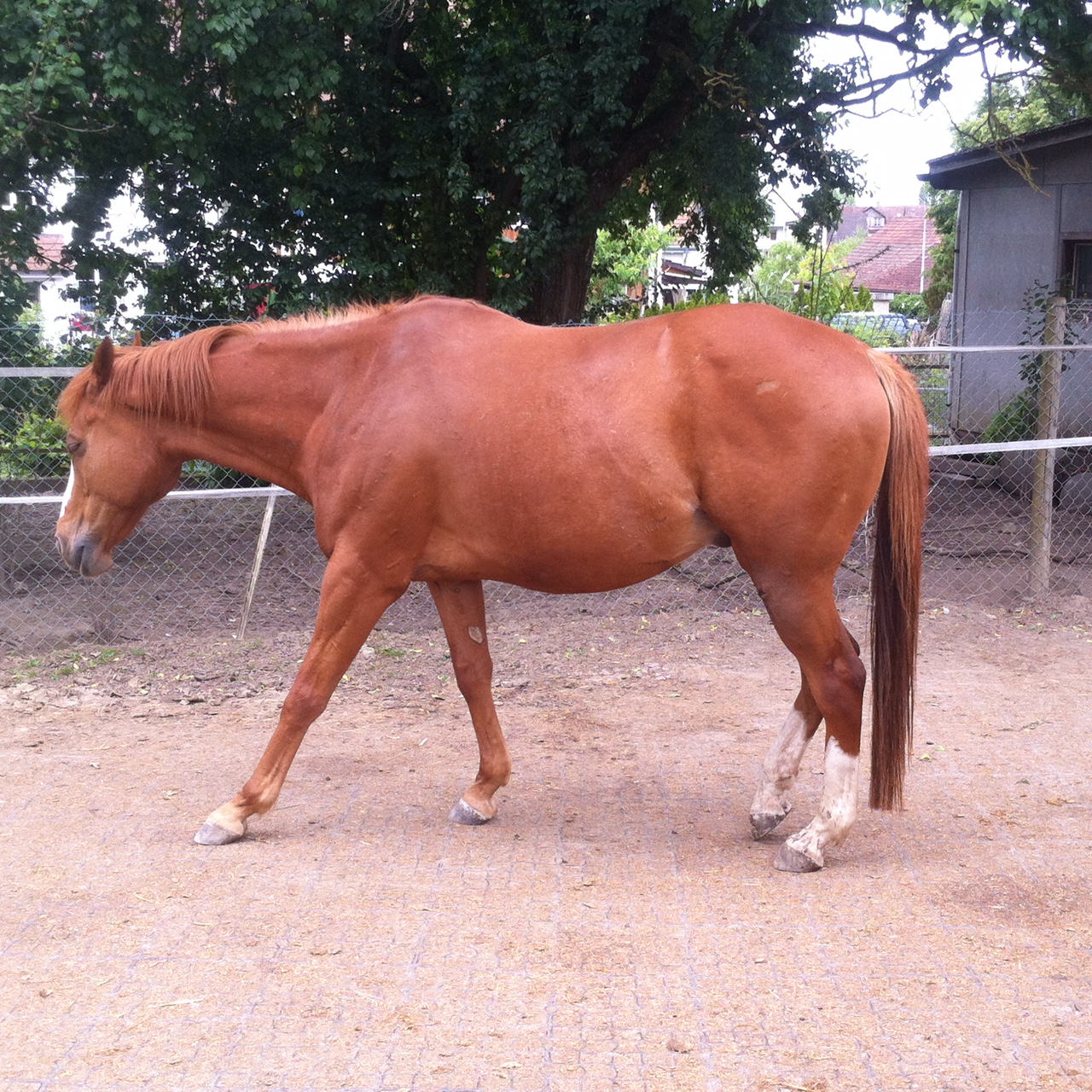 Entspanntes Pferd nach einer Akupressur Behandlung