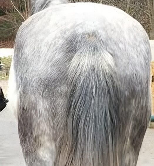 Pferd mit Beckenschiefstand nach osteopathischer Behandlung
